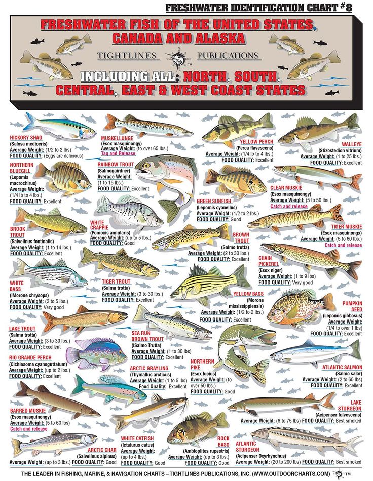 Freshwater fishing tips and techniques pdf