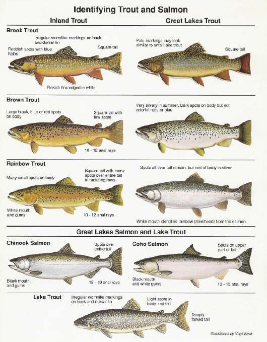 Freshwater fishing tips and techniques pdf
