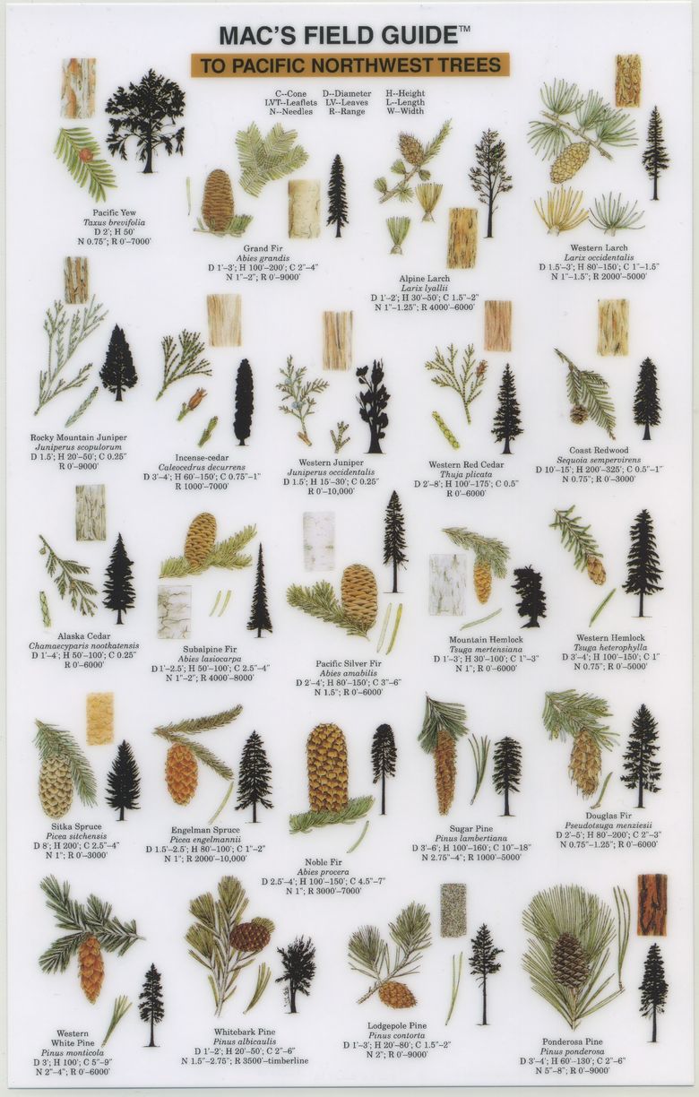 Tree seed pod identification guide