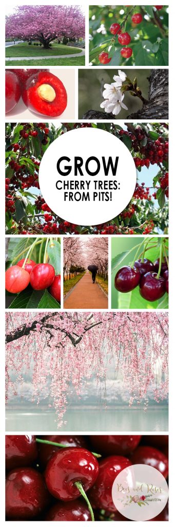 Wiki how to grow cherries from pits