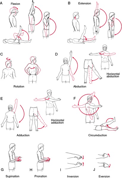 Passive range of motion exercises pdf