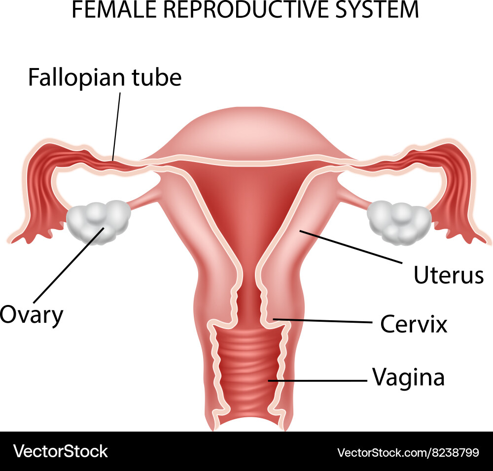 Female anatomy pictures images photos pdf