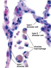 Histology of respiratory system pdf