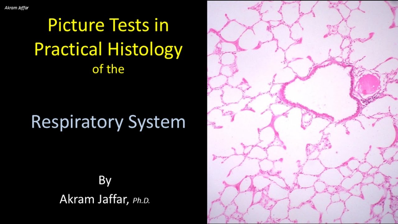 Histology of respiratory system pdf