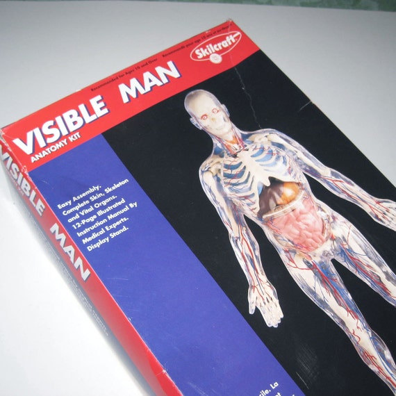 visible man model instructions