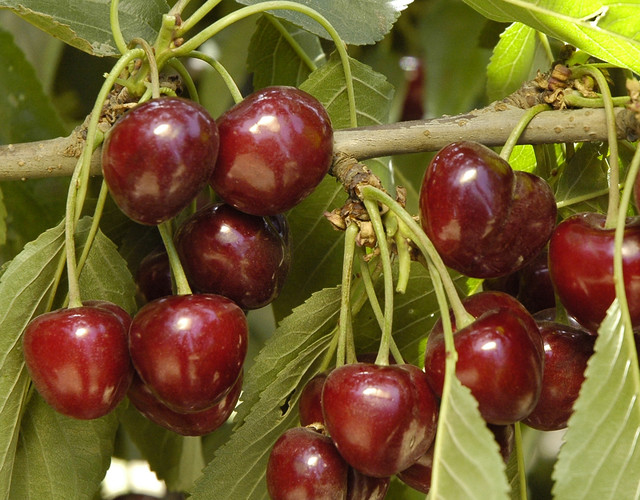 Wiki how to grow cherries from pits